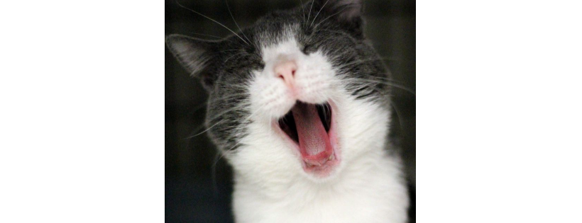 Pest & People Humane Society, Inc.