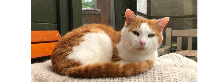 Ward end cat cat rescue