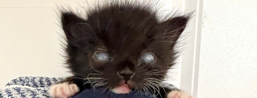 Baby Kitten Rescue
