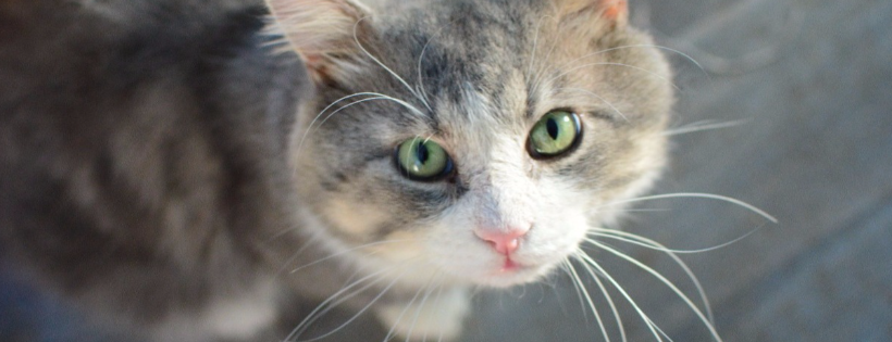 The Comfie Cat Shelter