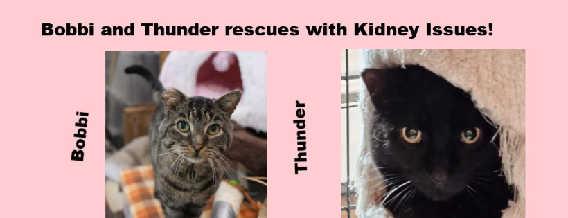 North Toronto Cat Rescue