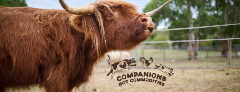 Til The Cows Come Home