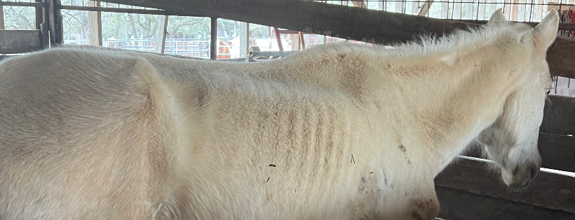 Meadow Haven Horse Rescue and Sanctuary