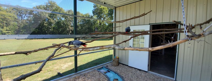 Exotic Avian Sanctuary of Tennessee