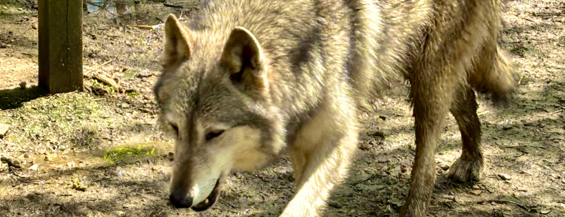 Refuge Ridge Wolfdog Sanctuary