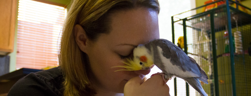 Mickaboo Companion Bird Rescue