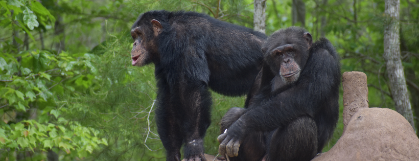 Project Chimps