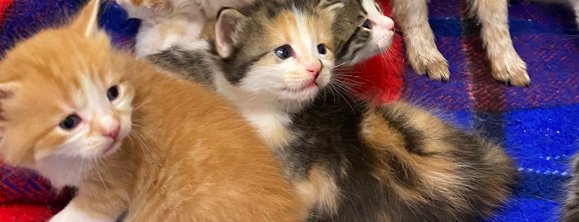 Pet and Wildlife Rescue