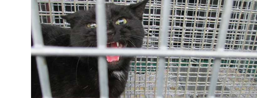 Stray Cats New Zealand Trust