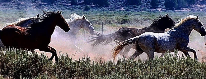DreamCatcher Wild Horse and Burro Sanctuary