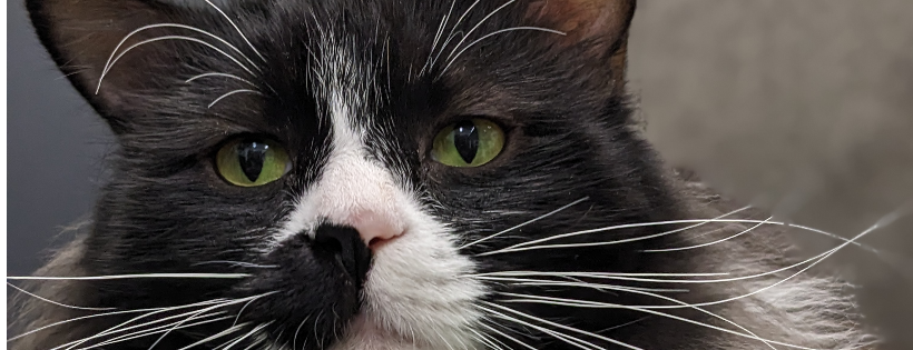 Committed Alliance To Strays, Inc.