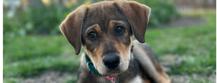 Home 2 Home Canine Orphanage