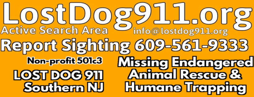 LOST DOG 911