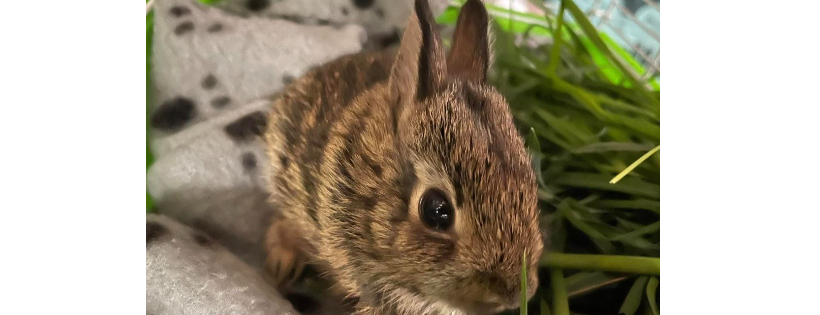 Catskill Mountain Wildlife Rehabilitation