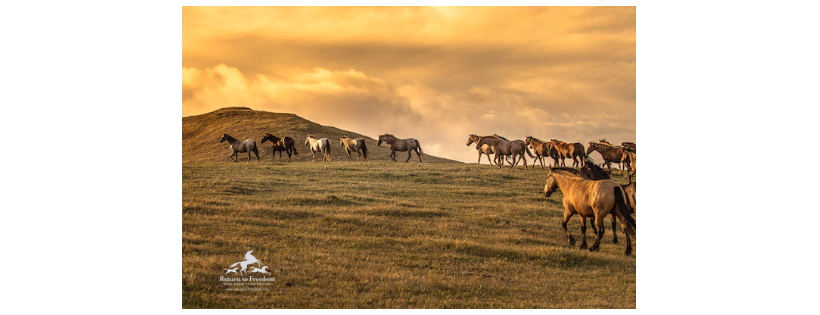 Return to Freedom Wild Horse Conservation