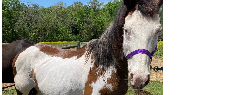 Heartland Equine Rescue, Inc.