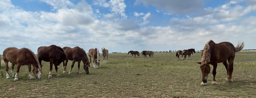 Big Hoof Foundation