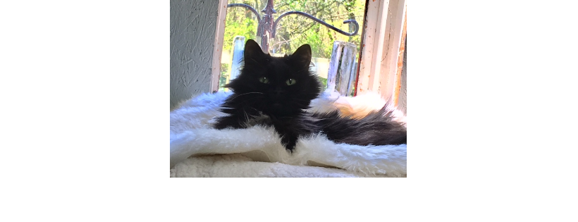 Feral Care