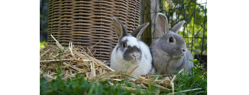The Bluey and Alice Bunny Refuge Inc
