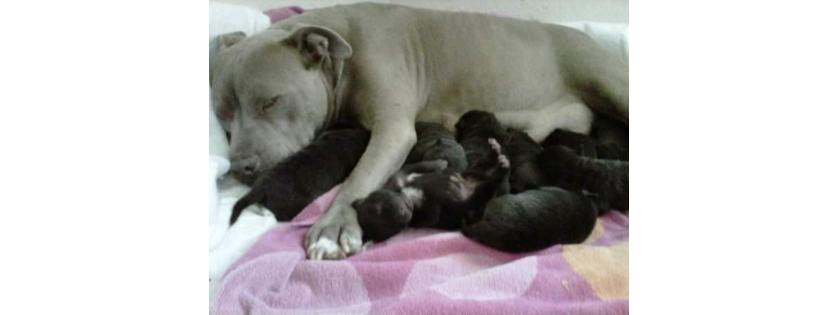 Greatful Rescues Of Wonderful Lives