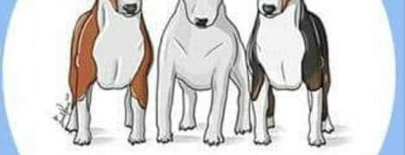 Bull Terrier Rescue Australia