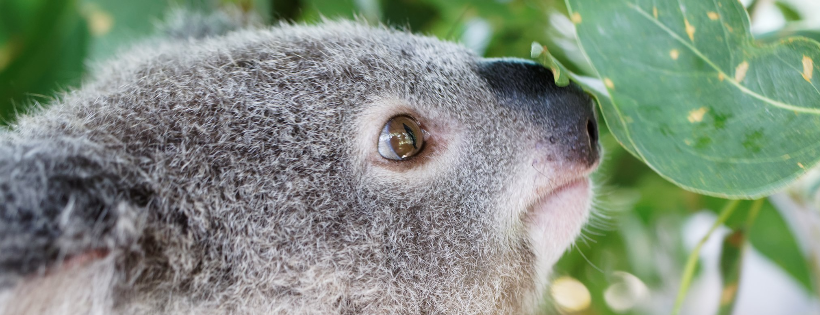 Friends Of The Koala