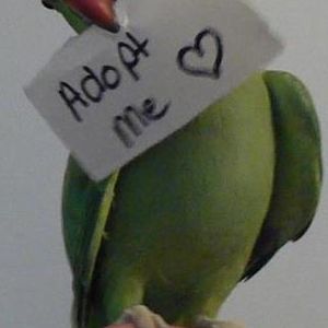 Florida Parrot Rescue Logo