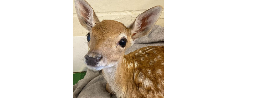 Cuan Wildlife Rescue