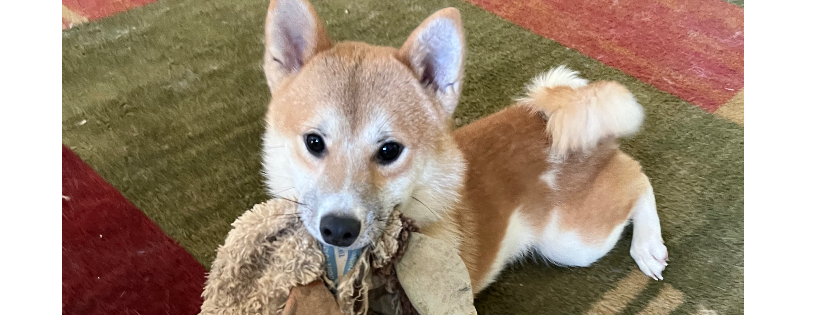 Shiba Inu Rescue Association