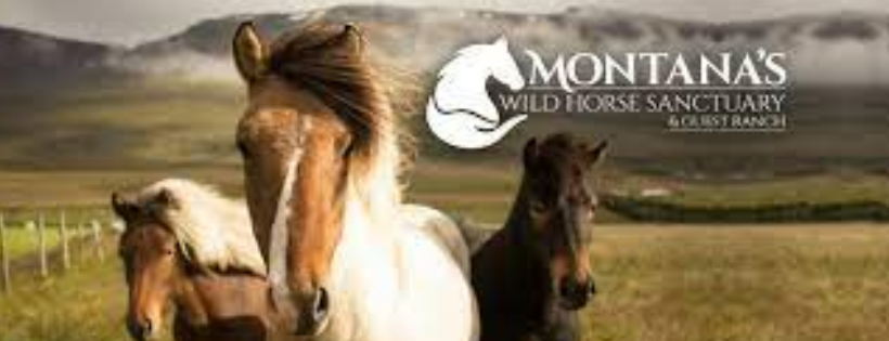 Montana's Wild Horse Sanctuary