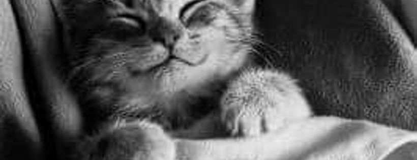 Moggies Cat Rescue