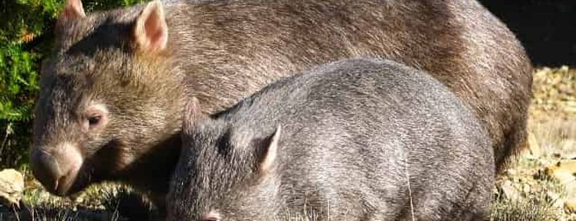 Sleepy Burrows Wombat Sanctuary
