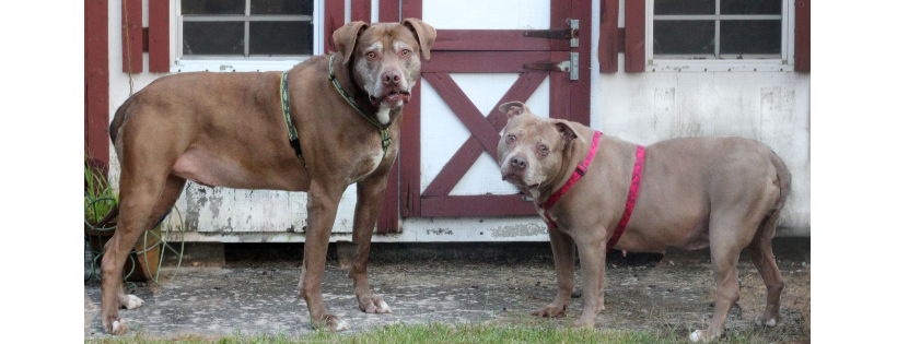 Knick Knack Pittie Pack