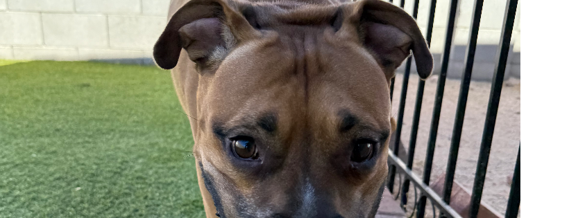 Last chance dog rescue and rehabilitation