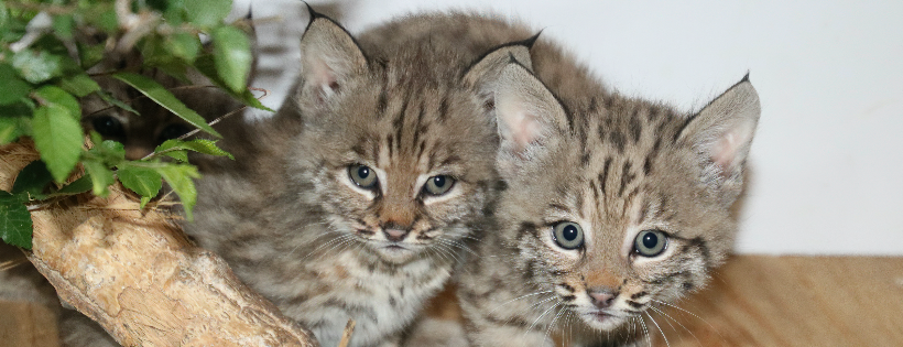 Rocky Mountain Wildlife Alliance