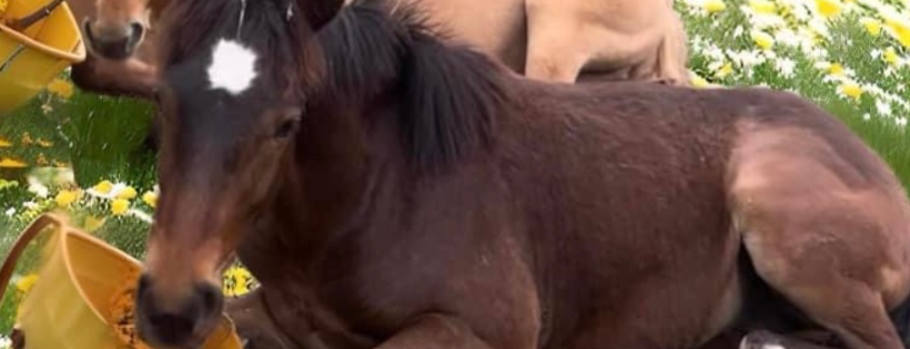 NWPA Equine Sanctuary