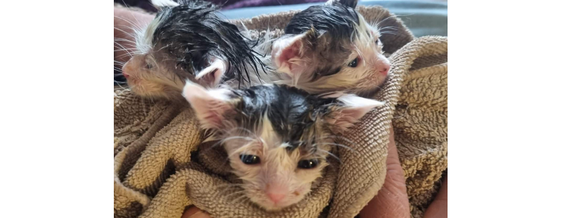 Helping Pets North East