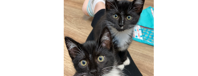 Charlie's Angels Animal Sanctuary, Inc.