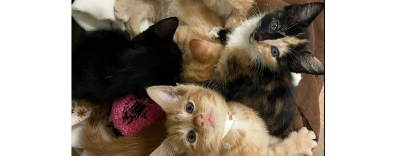 Charlie's Angels Animal Sanctuary, Inc.