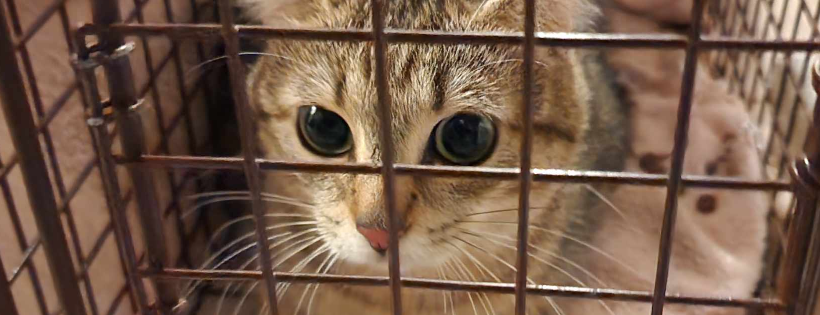 Operation Community Cats