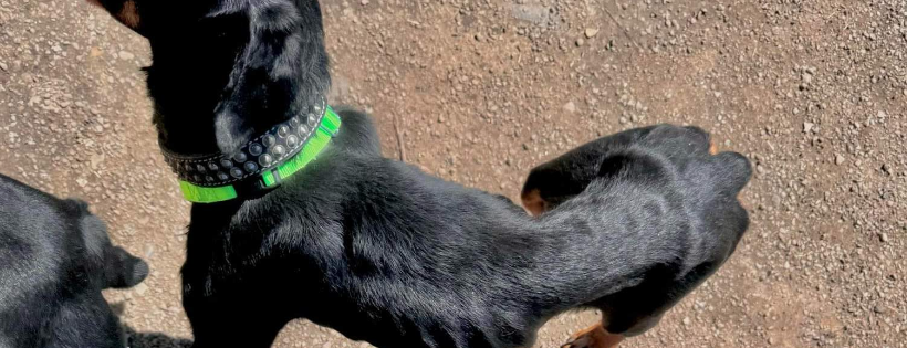 Abused rottweillers