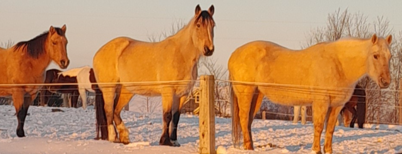 GRG Ranch Horse Rescue & Sanctuary
