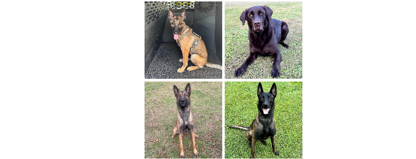 K9 Protectors Inc