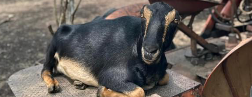 Shepherd’s Rest Goat and Sheep Rescue