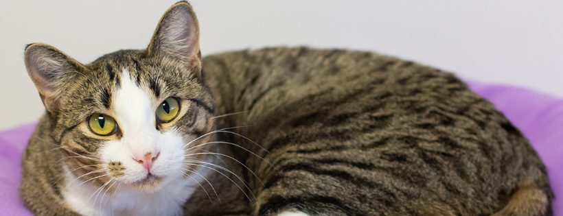 Tails to Tell Cat Rescue Shelter