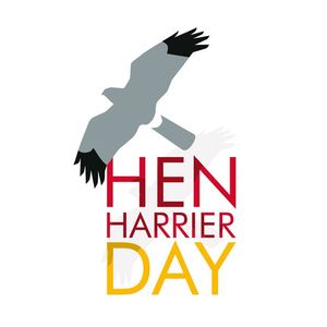 Hen Harrier Action
