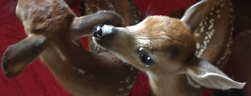 Magnolia Fawn Rescue Inc