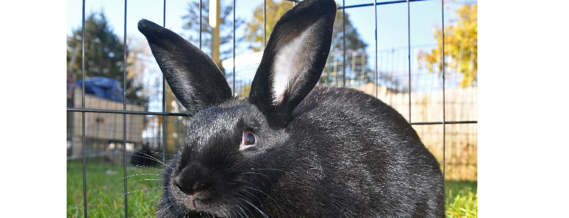 Hunter Hollow Bunny Bed and Breakfast
