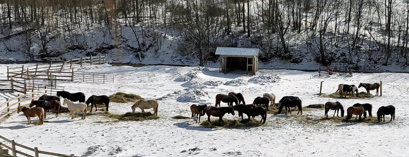 Rosemary Farm Sanctuary
