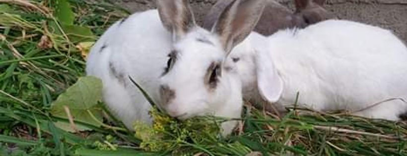 Wellington Rabbit Rescue